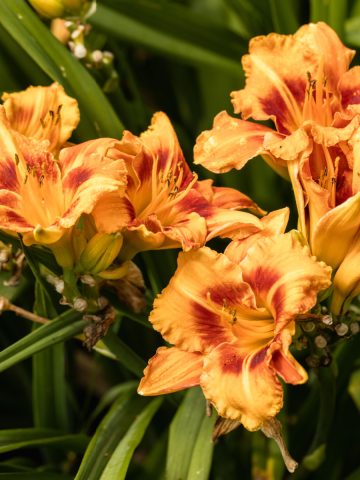 how to fertilize daylilies in early spring